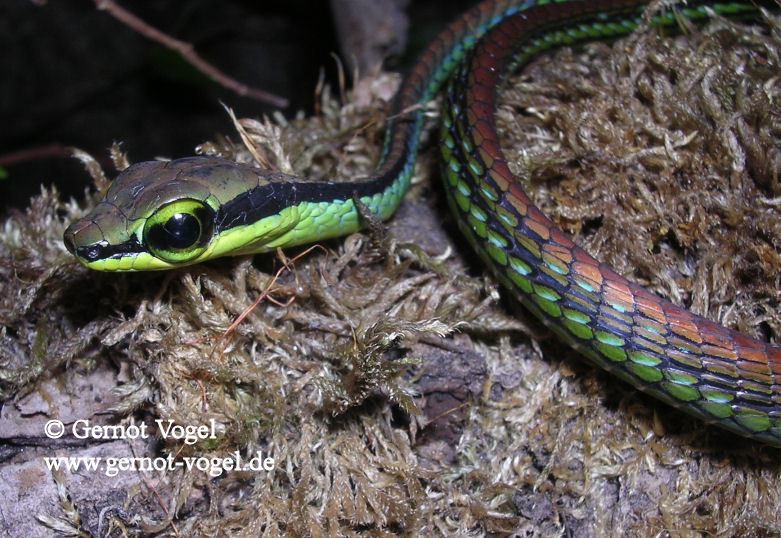 Dendrelaphis formosus juv